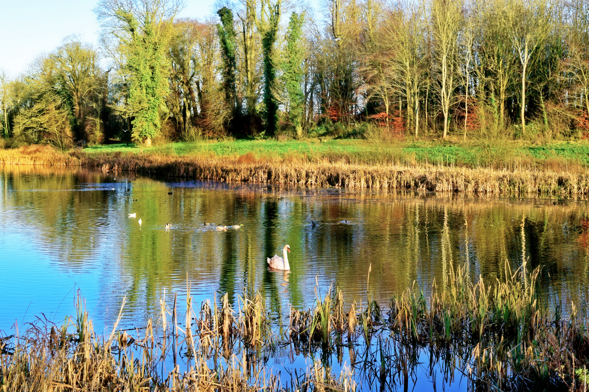 Lydiard Park.